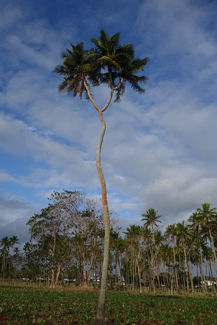 09262014 3 Headed Coconut Tree (3)