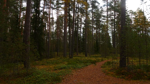 autumn forest suomi finland lumix nationalpark october snapshot tourist panasonic metsä turisti syksy kansallispuisto 2014 tammela lokakuu liesjärvi korteniemi dmctz22 näpsy