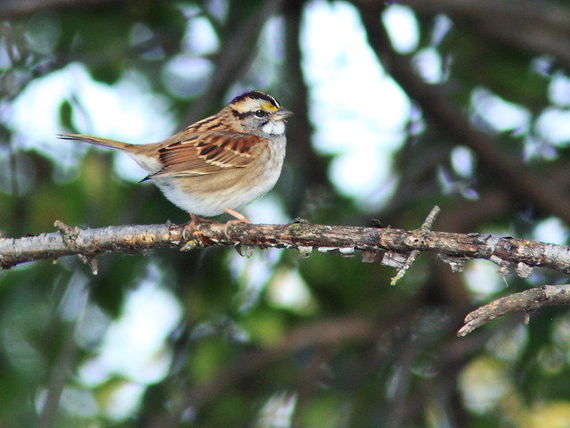 White-throated Sparrow 2-20141009
