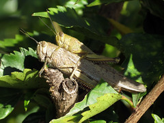 Grasshoppers, locusts; antennae short, pronotum with keel