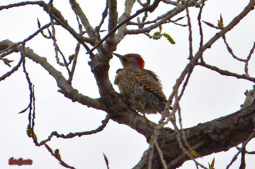 birds woodpecker northernflickerbirding