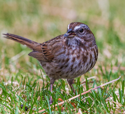 songsparrow sparrow melospizamelodia melospiza emberizidae americansparrow nigelje lakecountry
