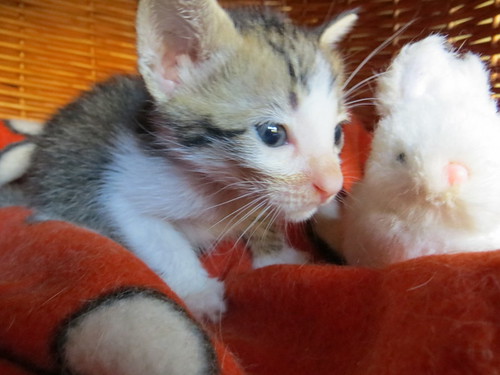  Gilda, gatita blanca y parda muy dulce y pequeñaja nacida en Agosto´14 en adopción. Valencia. ADOPTADA. 15176604077_a5651aba4d
