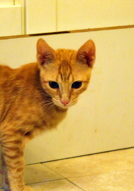 Richie, gatito naranja de ojos miel, un caramelo nacido en Junio´14 necesita hogar. Valencia. ADOPTADO. 15191516929_5254e96c53_z