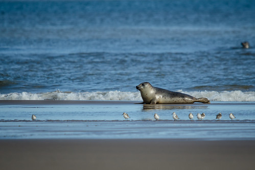 ocean uk sea cute bird nature water birds horizontal grey surf outdoor wildlife gray atlantic seal british pup common donnanook atlanticseal sandlings