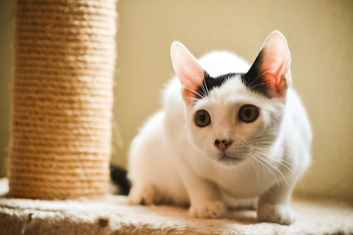 Carlo, gatito blanco con toque negro tímido y muy bueno esterilizado, nacido en Junio´14, en adopción. Valencia. ADOPTADO. 15235909780_269cb4b4a1