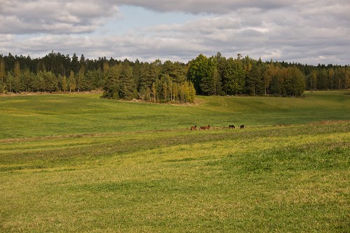 horse field farm