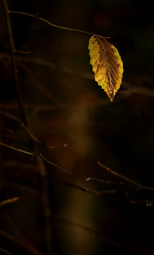 morning autumn sunrise leaf herbst blatt sonnenaufgang morgen