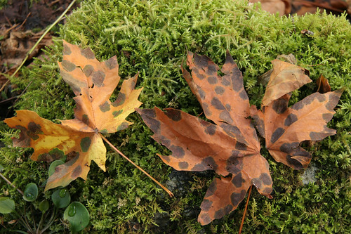 Big Leaf Maple leaves