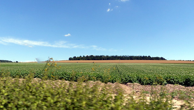 Fields near Salisbury