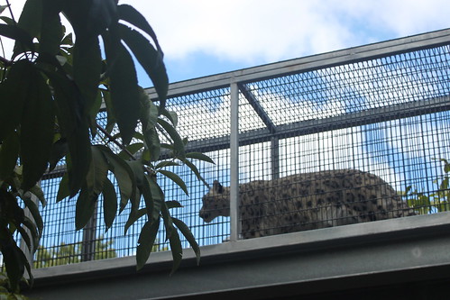 Zoo 360 - clouded leopards exlporing