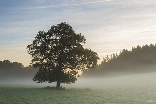 mist fog sunrise landscape wiltshire lonetree savernakeforest canon5dmarkiii jrturnerphotography