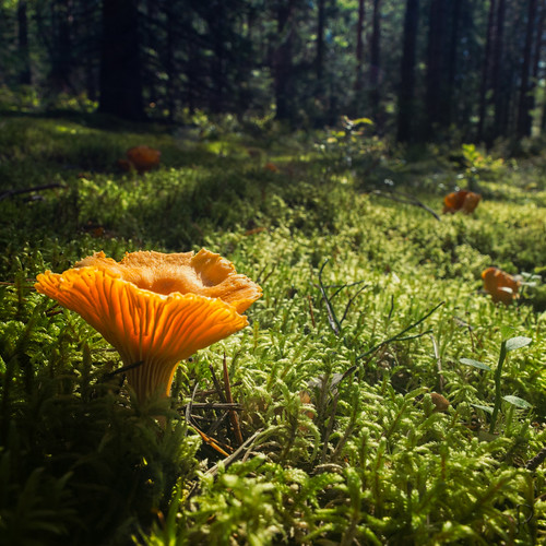 mushroom norway forest landscape norge skog nor paysage sopp forêt champignon norvege landskap buskerud flesberg førle