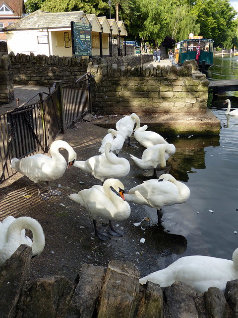 More white swans
