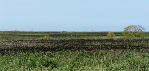 reeds peace cley northnorfolk cleymarshes northnorfolkviews