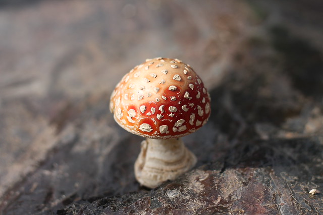 Tiny Dotted Mushroom