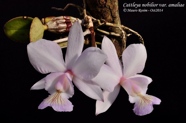 Cattleya nobilior var. amaliae 15493343791_4f39acc8bd_z_d