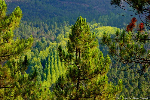 wood trees españa landscape spain europa europe ngc paisaje bosque pinos cuenca castilla castillalamancha serranía salinasdelmanzano luciojosemartinezgonzalez