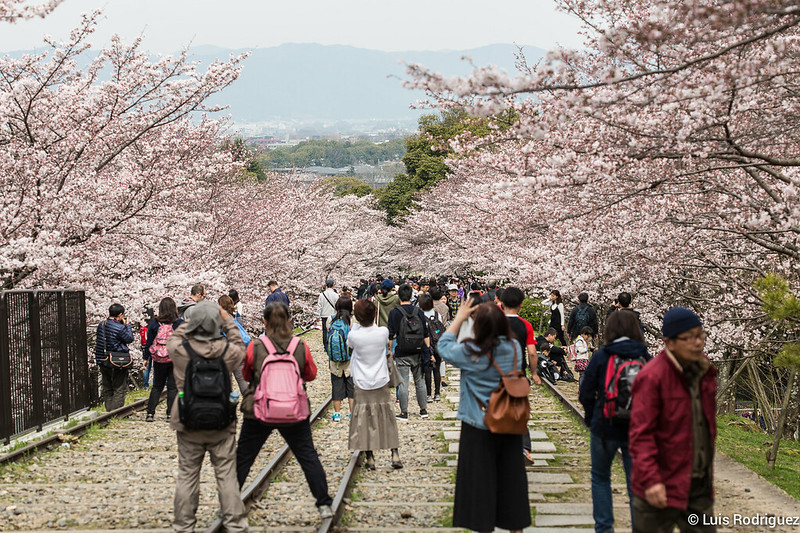 Turistas haciendo fotos a los cerezos en flor de la cuesta Keage
