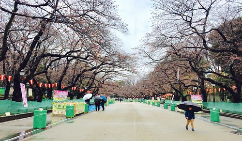 日本看櫻花
