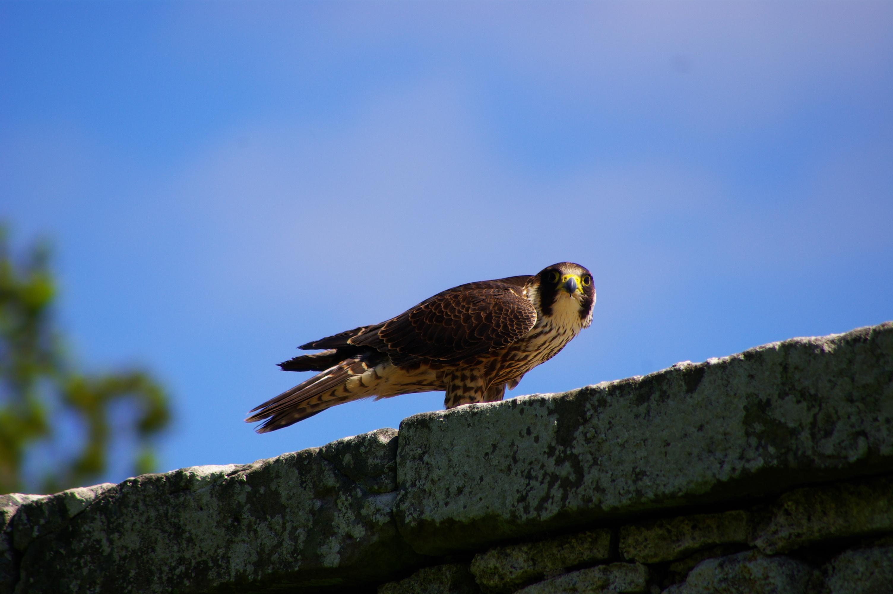 Peregrine Falcon (1)