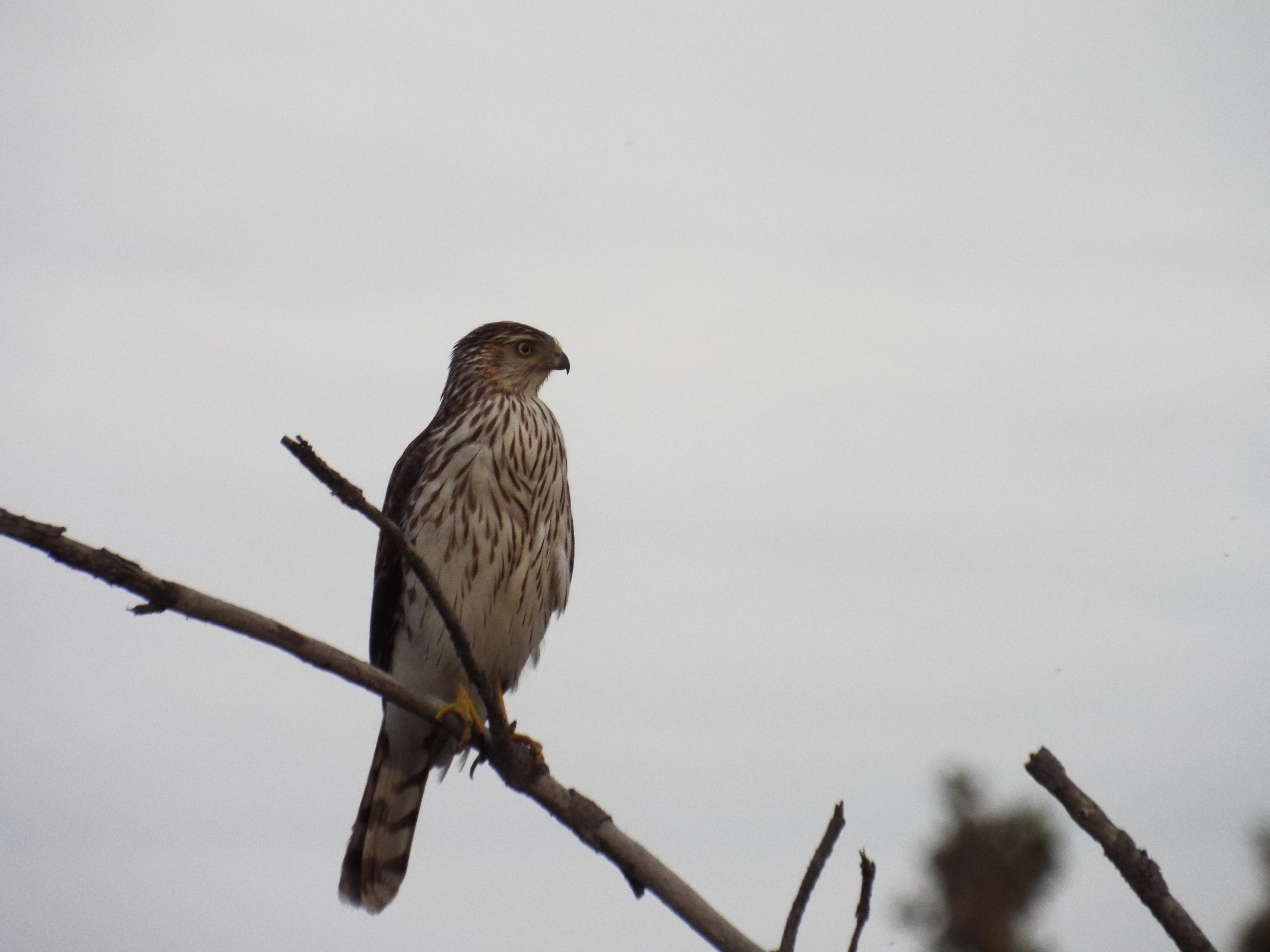 Juvenile sharp-shinned hawk