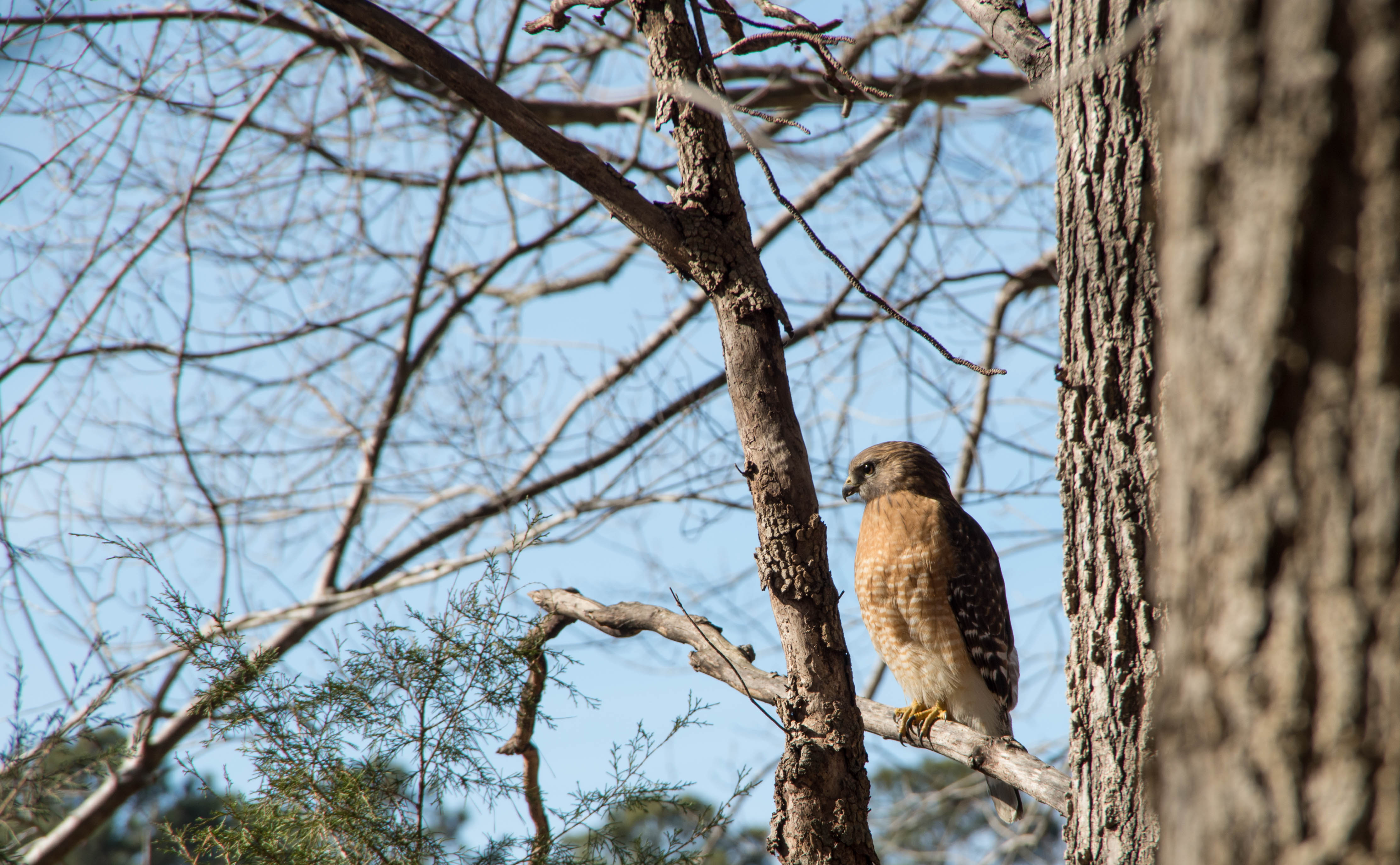Red-tailed Hawk and Lake Lynn