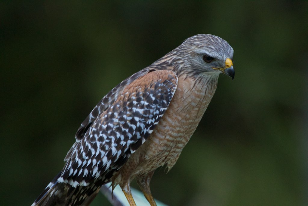 Red-shouldered Hawk|Corkscrew Swamp Sanctuary or Bonita Lakes RV|FL | 2015-03-20at06-23-551